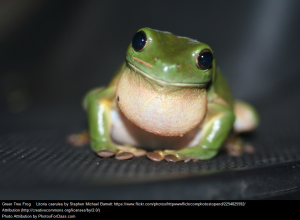 Green Frog - cc Stephen Michael Barnett